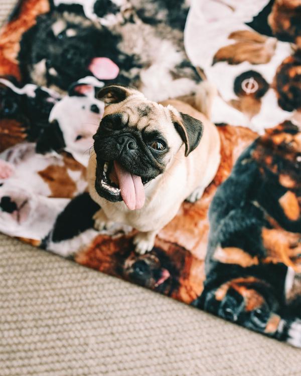 Leus Unisex Puppy Party Beach Towel
